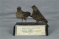 Oriental Skylark Collection Image, Figure 10, Total 11 Figures